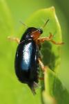 Smaragdina affinis