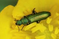 Psilothrix viridicoerulea