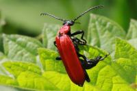 Pyrochroa coccinea
