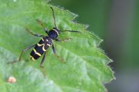 Clytus arietis