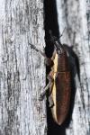 Lixus ochraceus