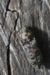 Prosternon tessellatum