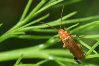 Cantharis cryptica