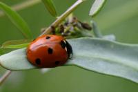 Coccinella septempunctata