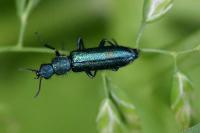 Psilothrix viridicoerulea
