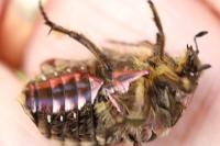 Cetonia aurata