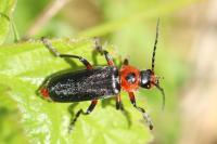 Cantharis rustica