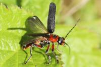 Cantharis rustica