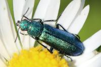 Psilothrix viridicoerulea