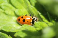 Hippodamia variegata