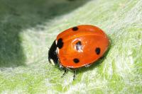 Coccinella septempunctata