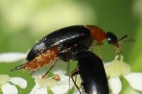 Mordellochroa abdominalis