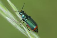 Malachius bipustulatus