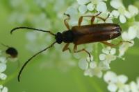 Alosterna tabacicolor