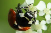 Coccinella septempunctata