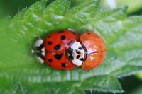 Harmonia axyridis