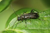 Grammoptera ruficornis