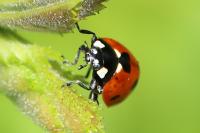 Coccinella septempunctata