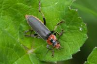 Cantharis fusca