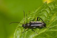 Grammoptera ruficornis