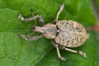Liophloeus tessulatus
