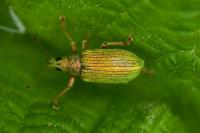 Polydrusus formosus