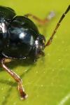 Cryptocephalus ocellatus