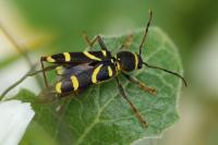 Clytus arietis