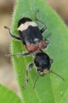 Clerus mutillarius