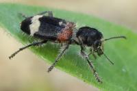 Clerus mutillarius