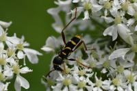 Clytus arietis