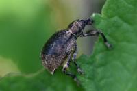 Liophloeus tessulatus