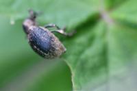 Liophloeus tessulatus