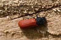 Bostrichus capucinus