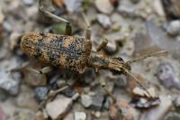 Rhagium sycophanta