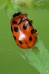 Gonioctena decemnotata