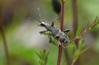 Rhagium mordax