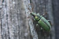 Phyllobius betulinus