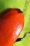 Chrysomela populi