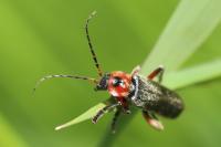 Cantharis rustica