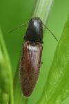 Athous haemorrhoidalis