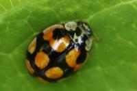 Adalia decempunctata