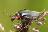 Cantharis rustica