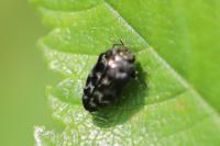 Trachys minutus