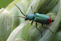 Malachius bipustulatus