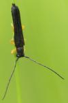 Oberea linearis