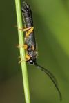 Oberea linearis