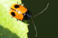 Cryptocephalus bipunctatus