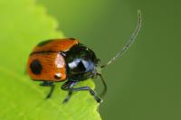 Cryptocephalus bipunctatus