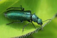 Psilothrix viridicoerulea